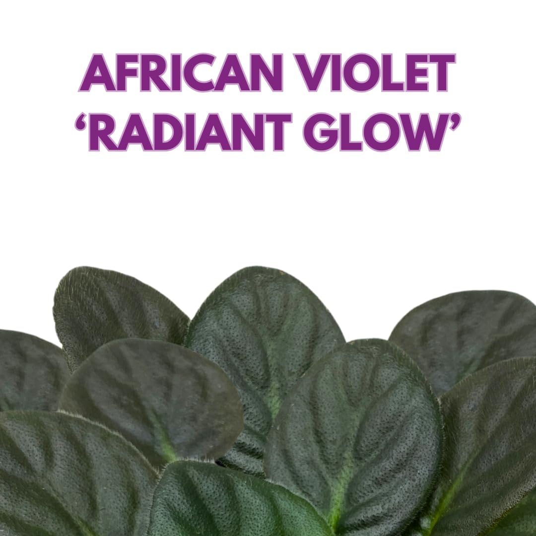 Harmony Foliage African Violet Radiant Glow 4 inch Purple Flower