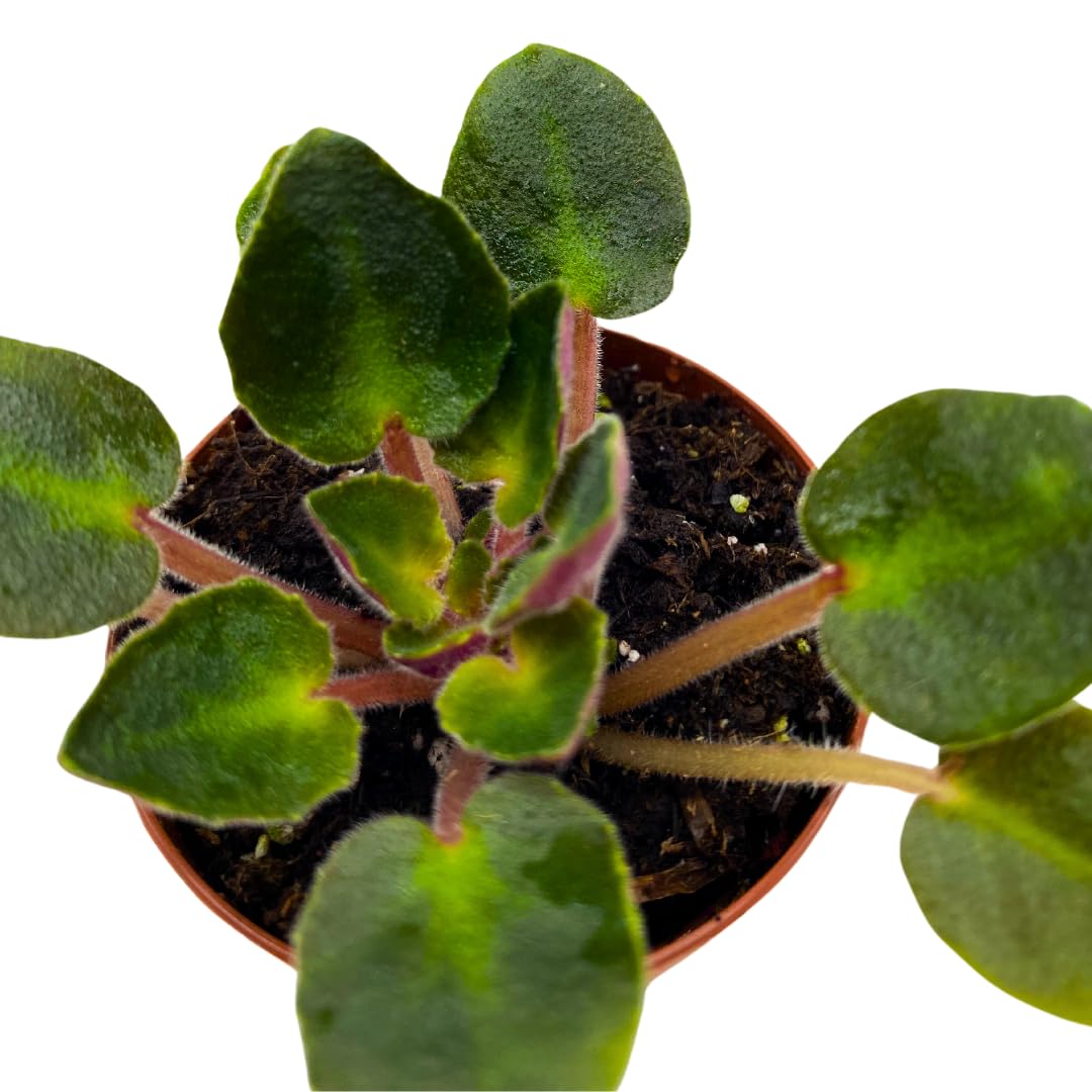 Harmony Foliage Mini African Violet Rob's Dust Storm, 2 inch Pink Flower