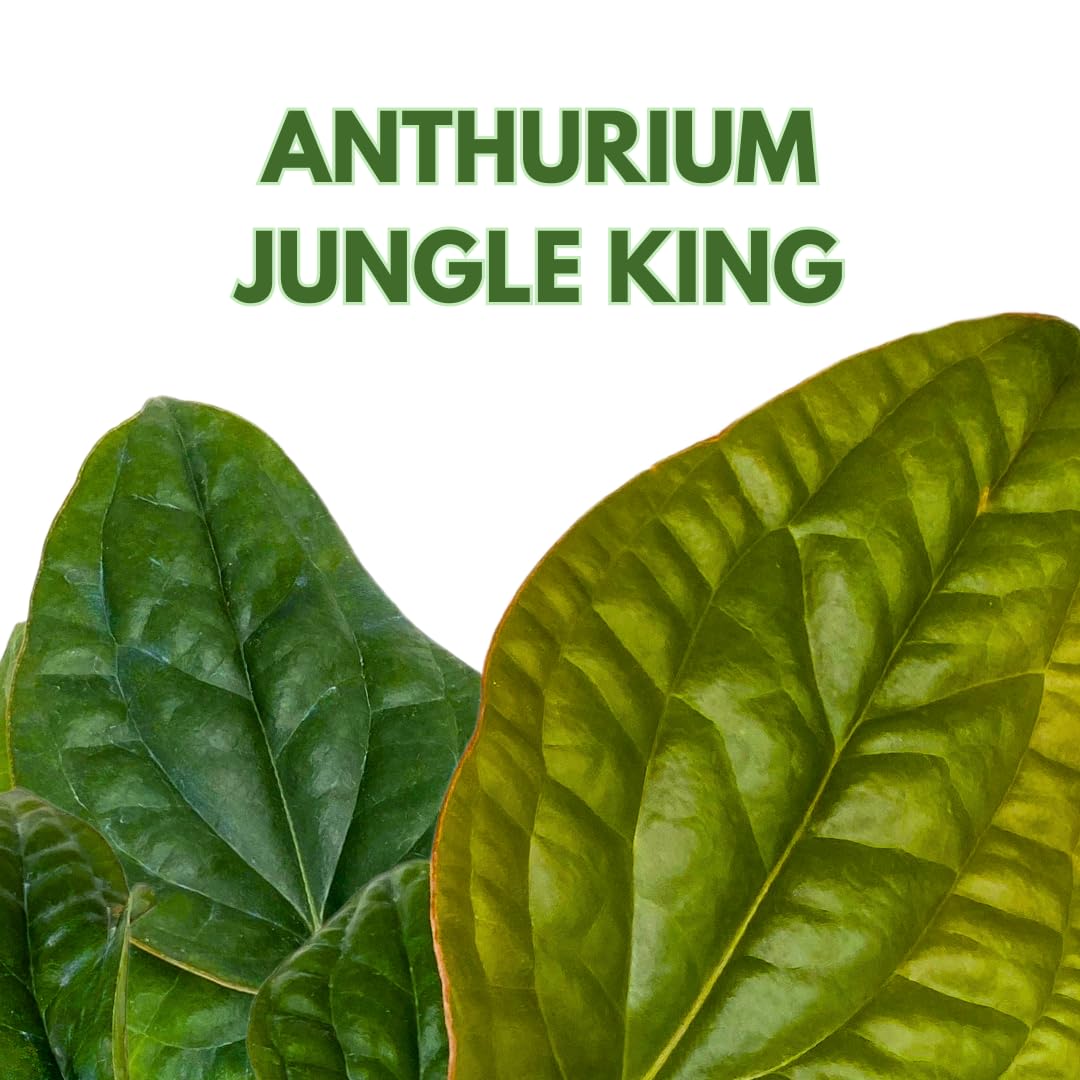 Anthurium Luxurians X Radicans Jungle King 4 inch