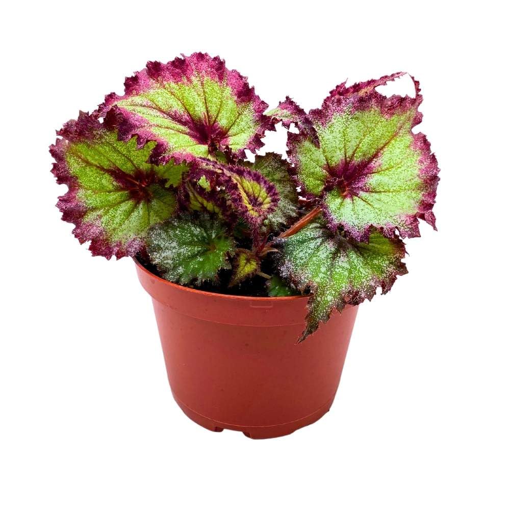 Harmony's Draco 6 inch Begonia Rex Glittery Purple Green