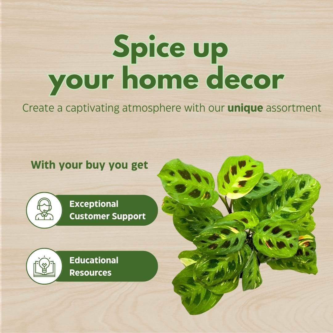 BubbleBlooms Maranta Green, 4 inch Rabbit Tracks, Kerchoveana Leuconeura Green Prayer Plant