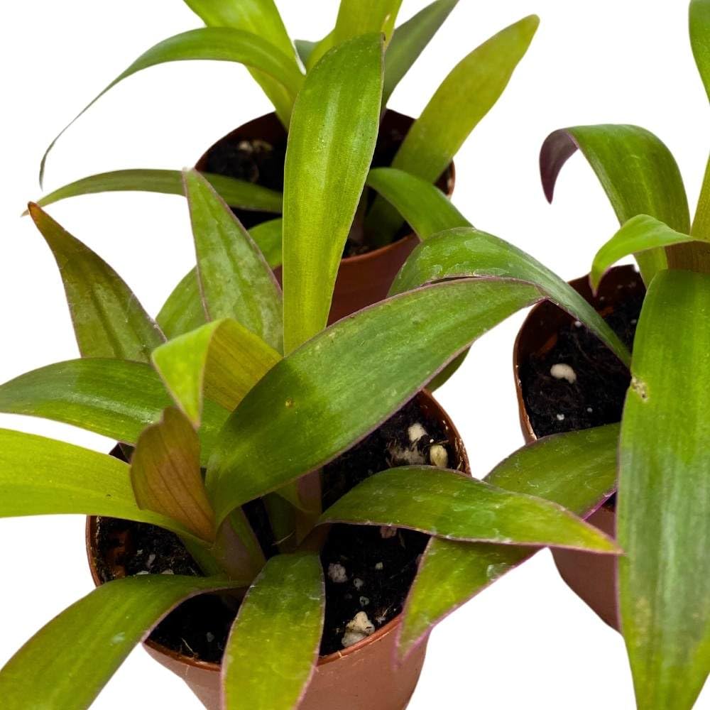 Moses in The Cradle Tradescantia spathacea, 2 inch Set of 3, Boat Lily Tiny Mini Pixie Plant