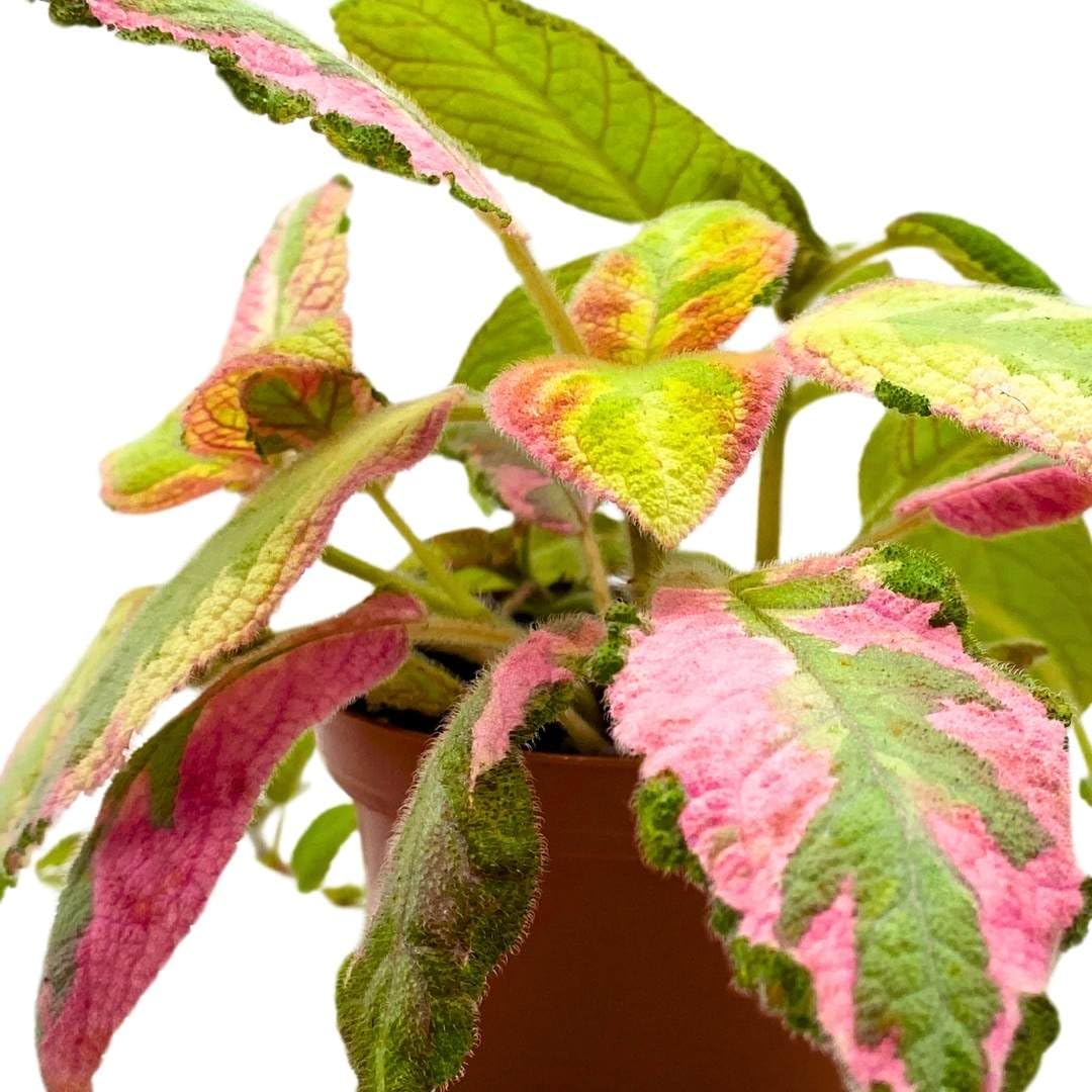 Harmony Foliage Episcia Picasso Rare Variegated Flame Violet Flowering Gesneriad