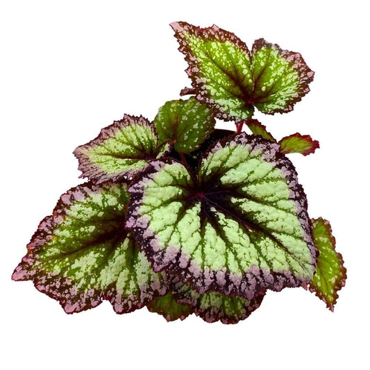 Fireworks Begonia Rex 6 inch Fire Works Green Purple White Splash