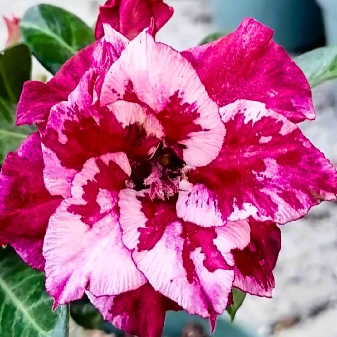 BubbleBlooms Desert Rose Smoothie 5 inch Pot Red White and Pink Speckled Flowers Variegated Exotic Rare