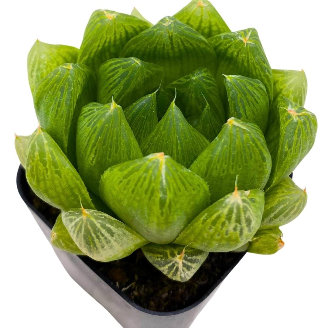 BubbleBlooms Haworthia Cooperi in a 3 inch Pot