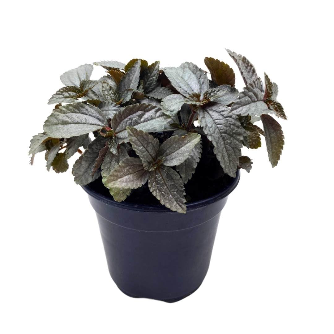 BubbleBlooms Pilea Silver Cloud pubescens liebmannii in a 4 inch Pot Panamiga Friendship Plant