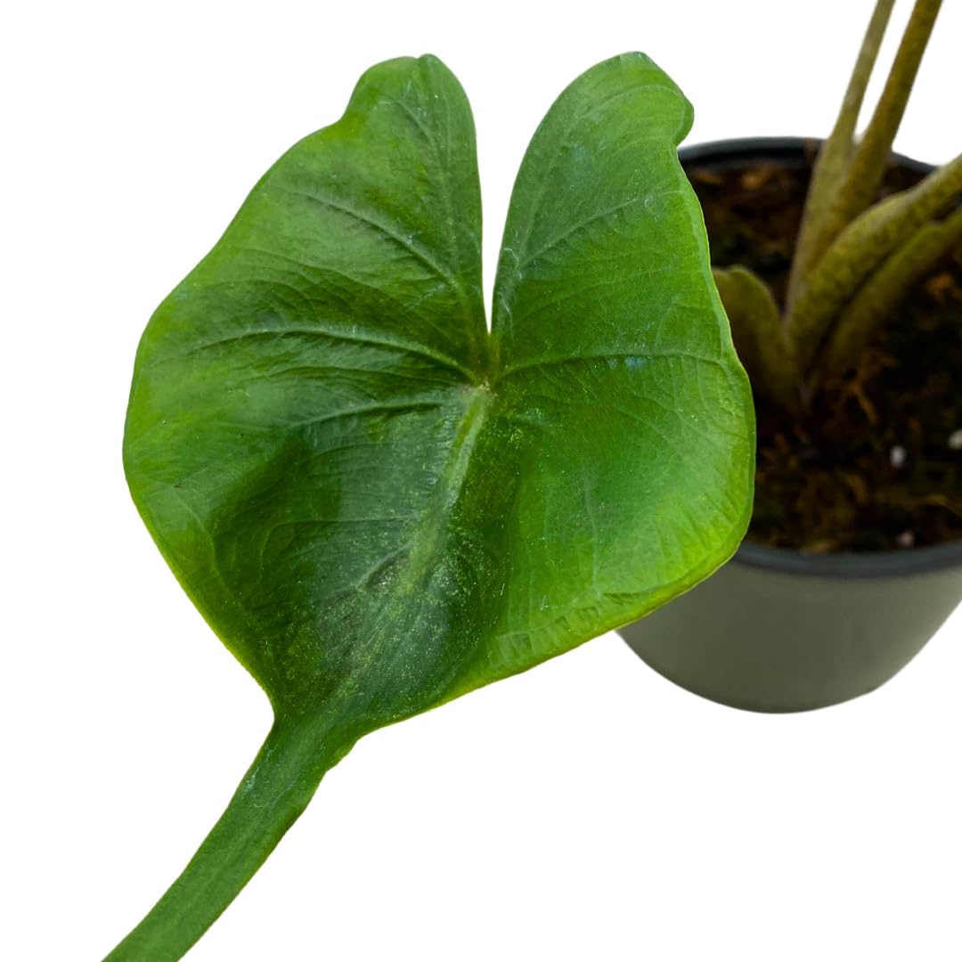 BubbleBlooms Alocasia Stingray 6 inch Rare House Plant