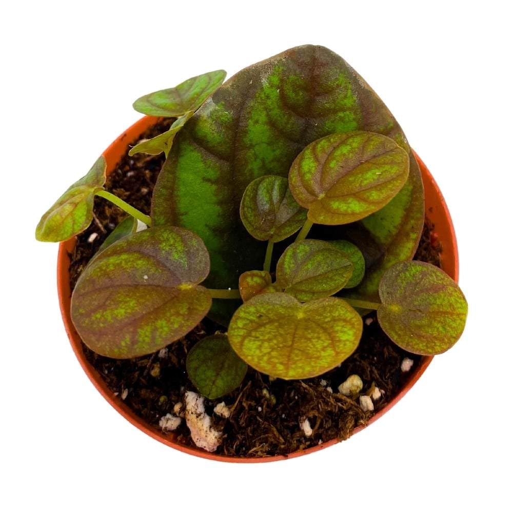 Peperomia Peppermill 2 inch Pixie pep