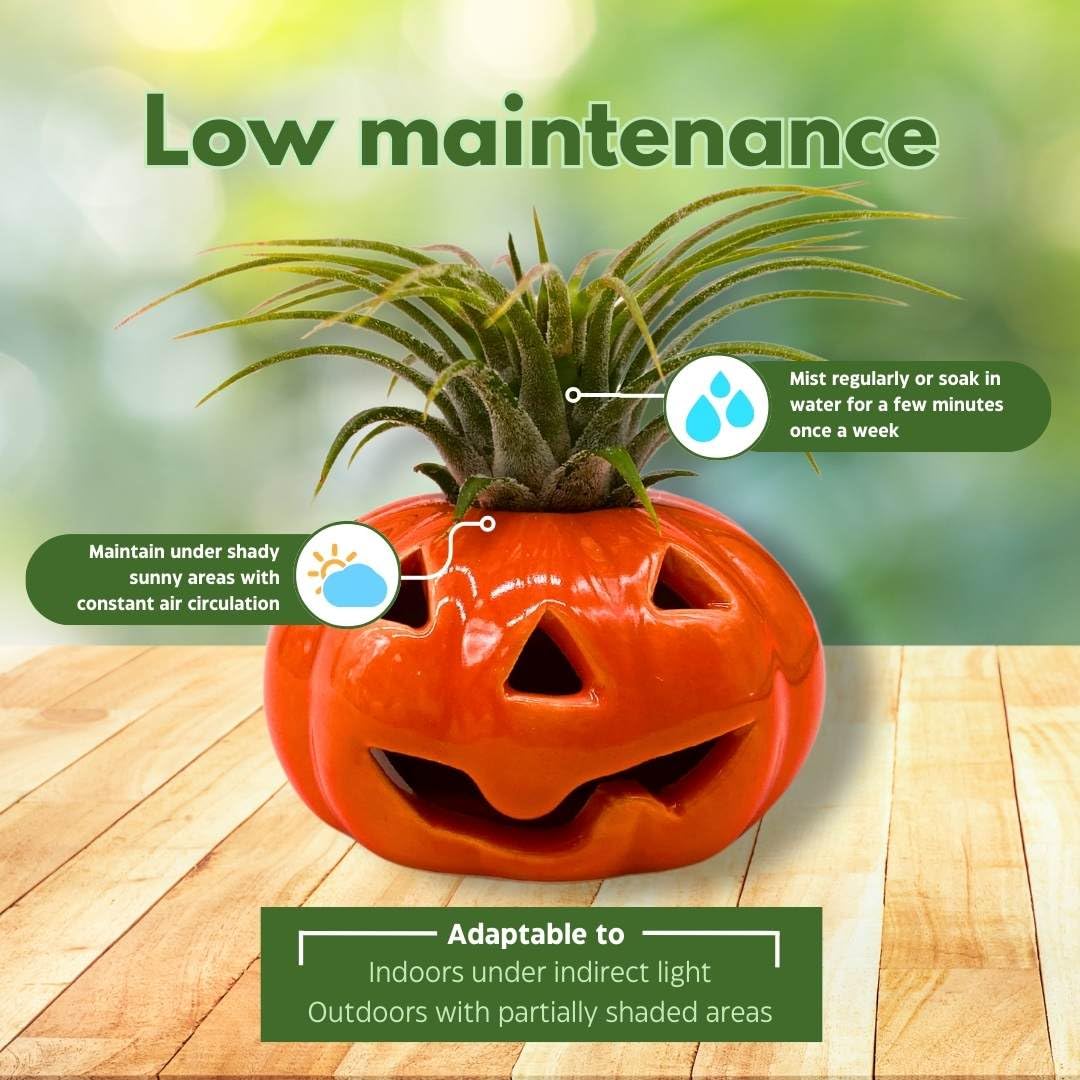 pumpkin air plant BubbleBlooms Halloween Ceramic Pumpkin Set of 3 Jack-o-Lantern Air Pla – Florida House Plants