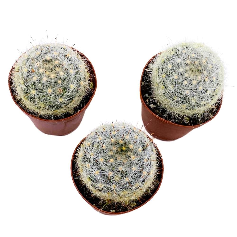 Powder Puff Cactus 2 inch Set of 3 Mammillaria bocasana White Yellow Crown of Flowers Tiny Mini Pixie Plants