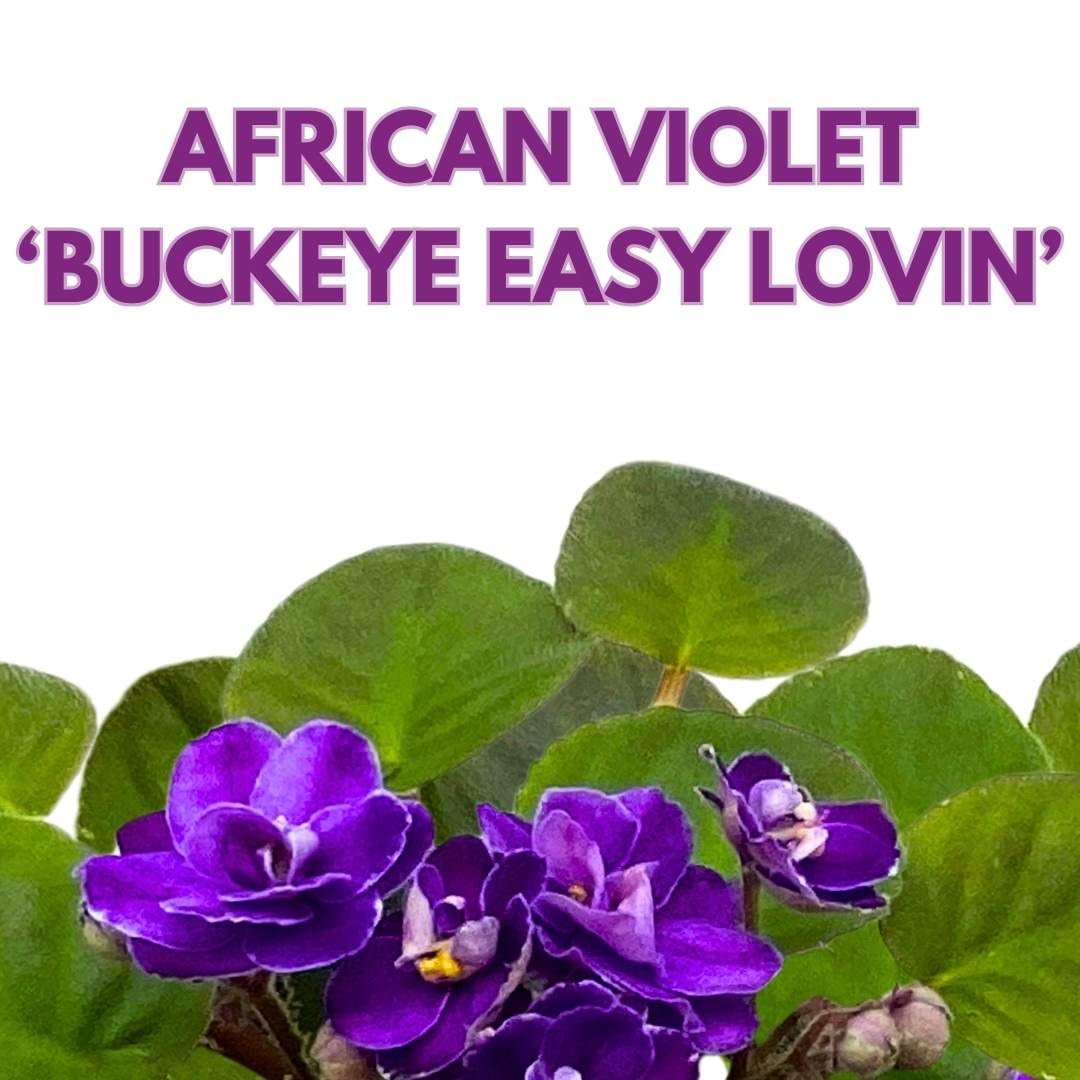 Harmony Foliage African Violet Buckeye Easy Lovin' 4 inch