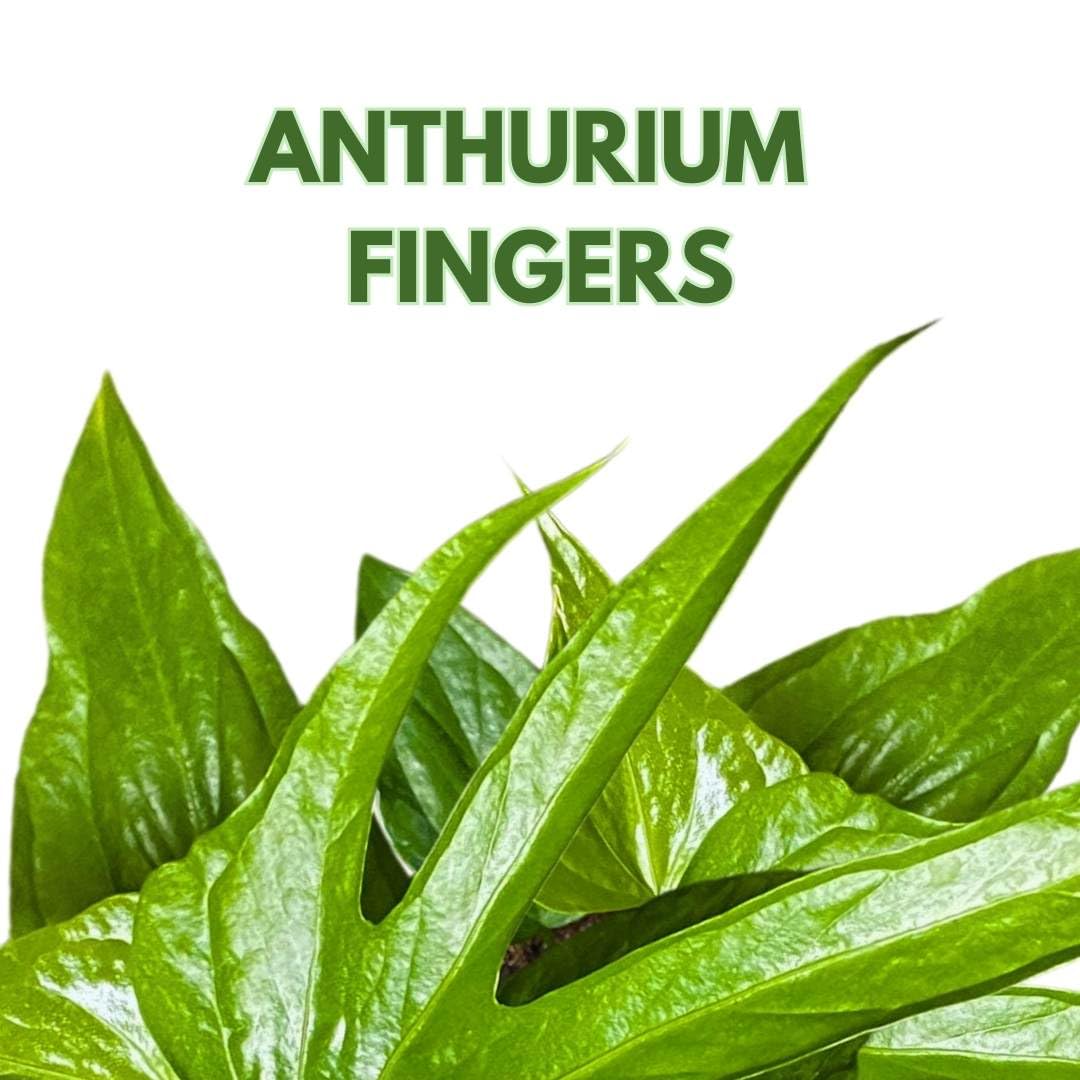 BubbleBlooms Anthurium Fingers 4 inch