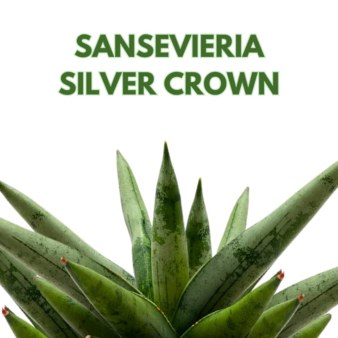 BubbleBlooms Sansevieria Silver Crown 4 inch Rare Snake Plant