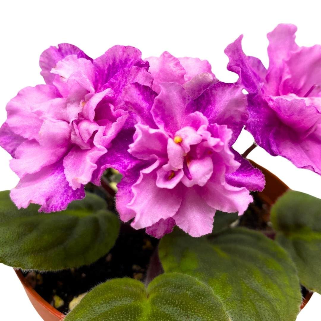 Harmony Foliage African Violet Cajun's Blueberry Hill 4 inch Gesneriad