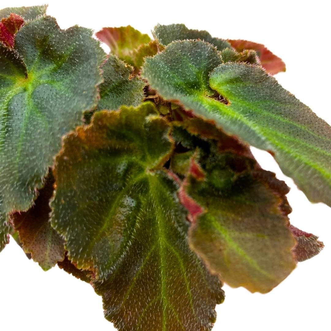 BubbleBlooms Begonia Brazillian Lady Angel Wing 2 inch