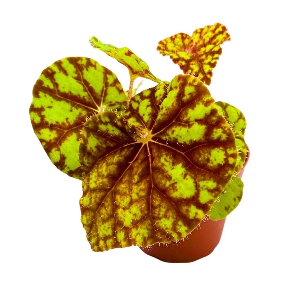 Harmony's Cowardly Lion 4 inch Rhizomatous Begonia Rhizo Yellow Red