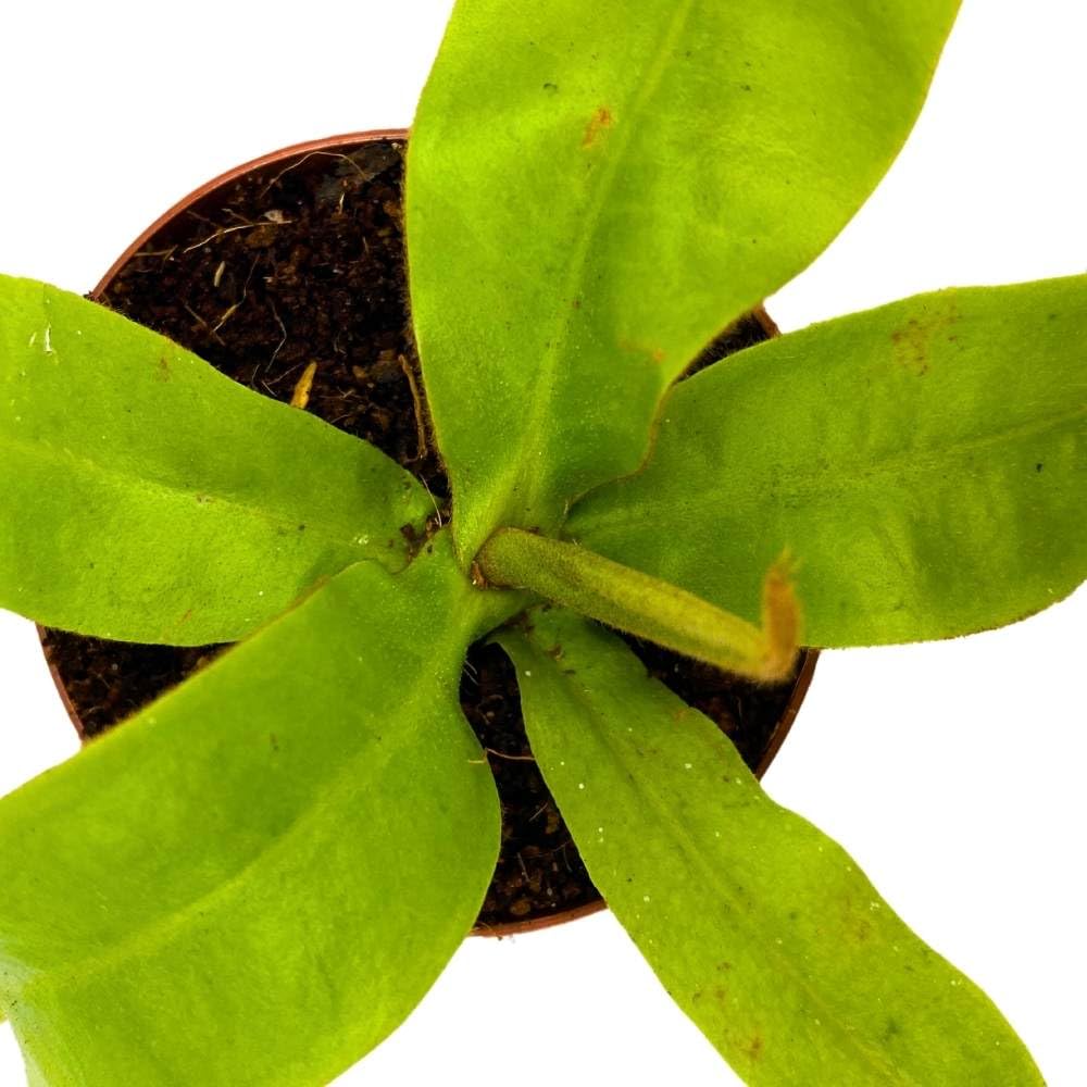 Nepenthes Ampullaria BAU Green, 2 inch, Winged Pitcher Rare Carnivorous Plant