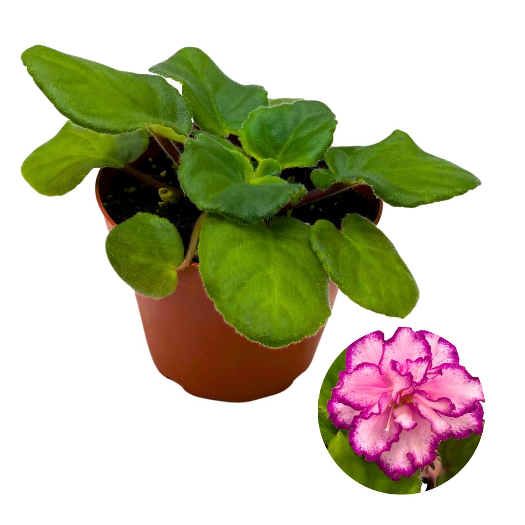 Harmony Foliage African Violet Ian Minuet 4 inch Pink Flower