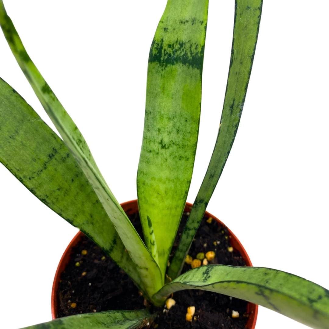 BubbleBlooms Sansevieria Silver Princess 4 inch Rare Sansevieria trifasciata Hybrid Snake Plant