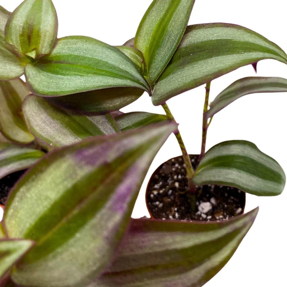BubbleBlooms Tradescantia Silver Zebrina 2 inch Set of 3 Grey Wandering Dude pendula Spiderwort Tiny Mini Pixie Plants