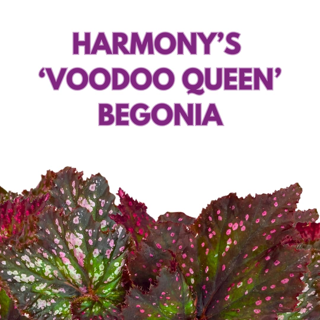 Harmony Foliage Harmony's Voodoo Queen 6 inch Purple Green Spiral Pink Spots