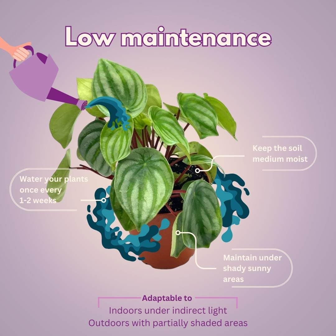 Harmony Foliage Peperomia Watermelon in a 4 inch Pot pep argyreia