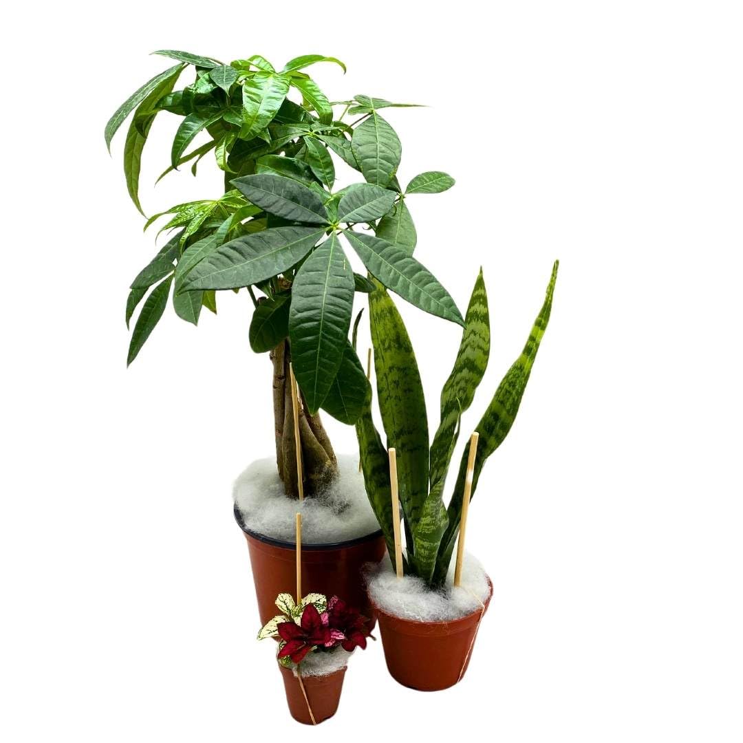 Harmony Foliage Watermelon Peperomia in 4 inch pots 30-Pack Bulk Wholesale Plants Pep argyreia