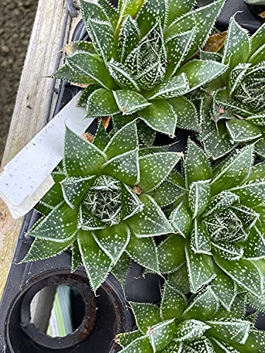 BubbleBlooms Tiger Aloe in a 4 inch Pot Aloe Variegata