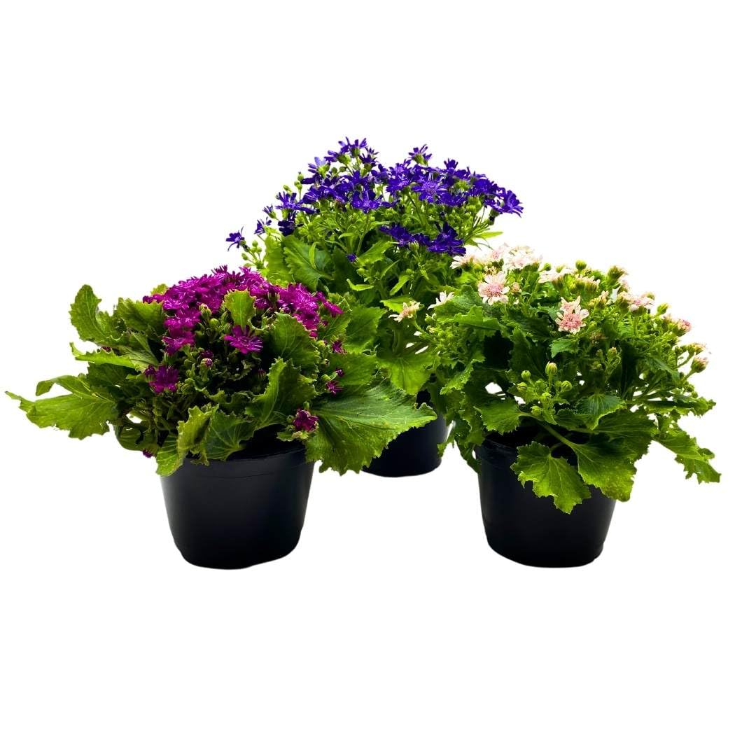 BubbleBlooms Flowering Cineraria Pericallis hybrida cruenta Ragwort Set of 3 in 4 inch pots Mother's Day Seasonal Plants