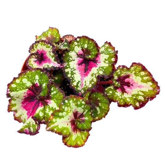 Harmony's Crazy Love Begonia Rex 6 inch Pink Tail