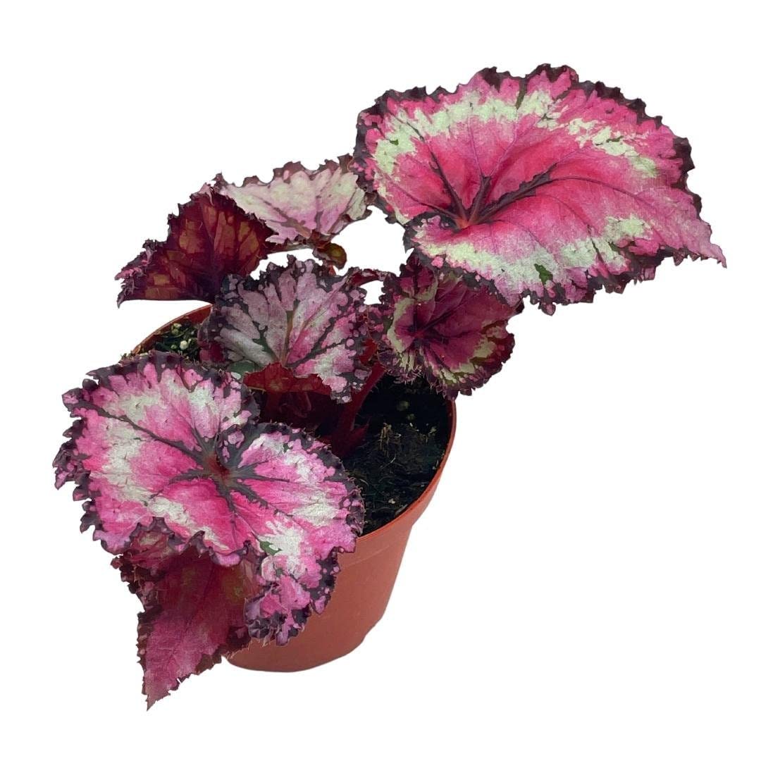 Raspberry Beret, Begonia Rex, 4 inch Painted-Leaf Winter Begonia, Unique Homegrown Exclusive, Variegated