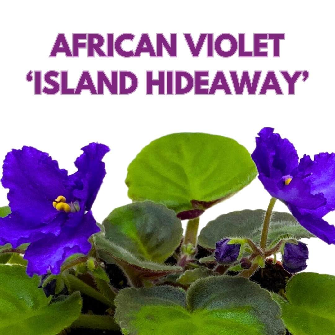 Harmony Foliage African Violet Island Hideaway 4 inch Gesneriad