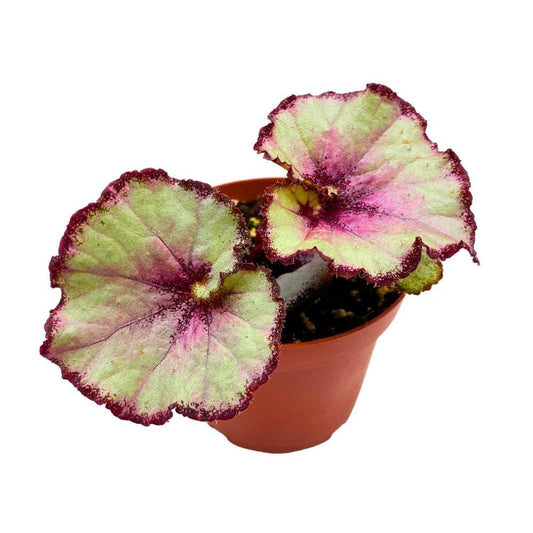 Harmonyâ€™s Nebula Begonia Rex 4 inch White Gray Purple Swirl Pink Blush