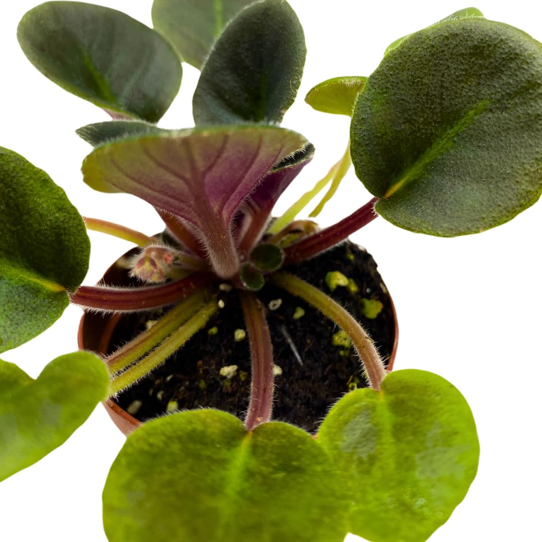 Harmony Foliage Mini African Violet Precious Lavender, 2 inch Purple Flower