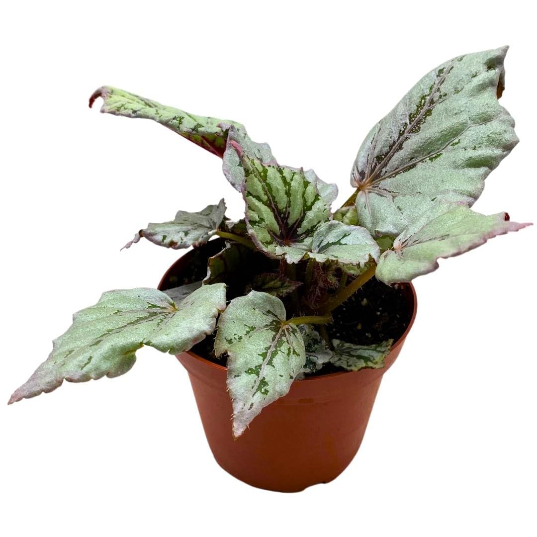 Harmony Foliage Begonia Rex Dew Drop 4 inch