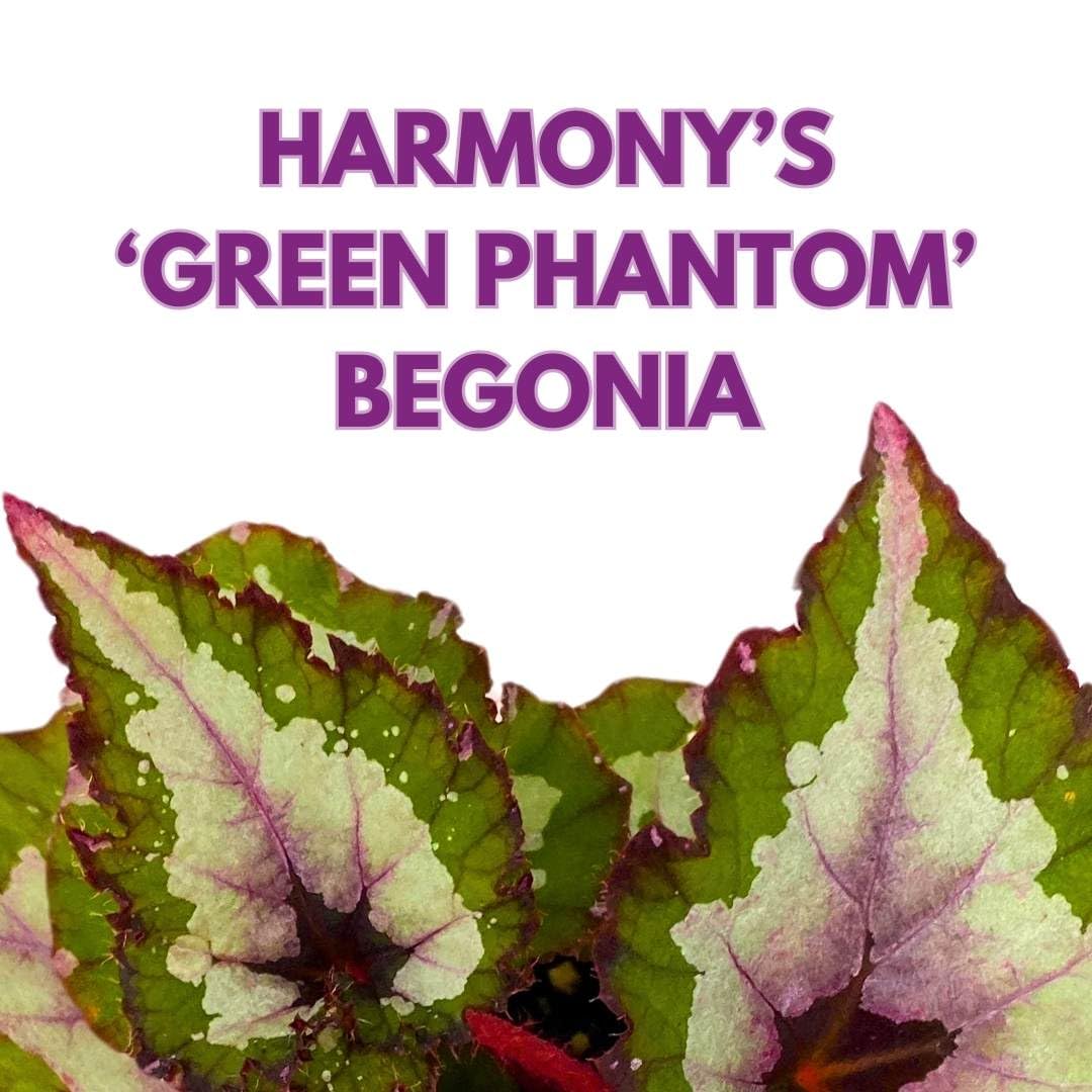 Harmony Foliage Begonia Rex Harmony's Green Phantom 4 inch