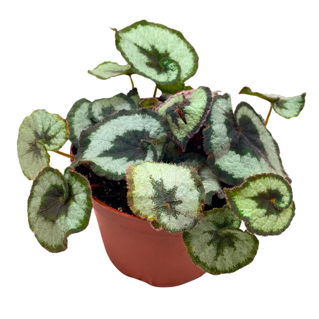 Harmony Foliage Begonia Escargot Rex 6 inch Fuzzy Spiral Pink Fuzz