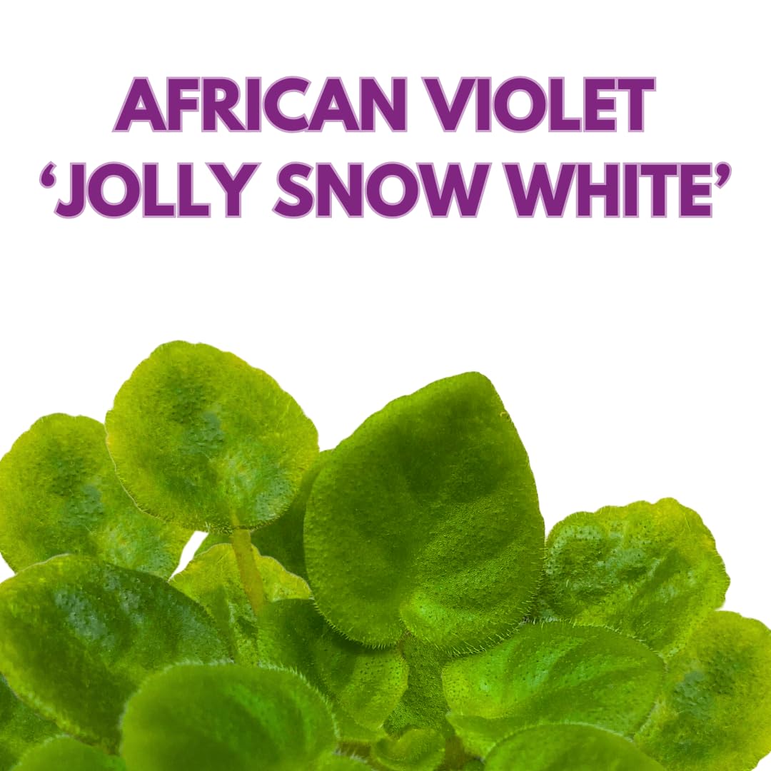 Harmony Foliage Mini African Violet Jolly Snow White 2 inch White Flower