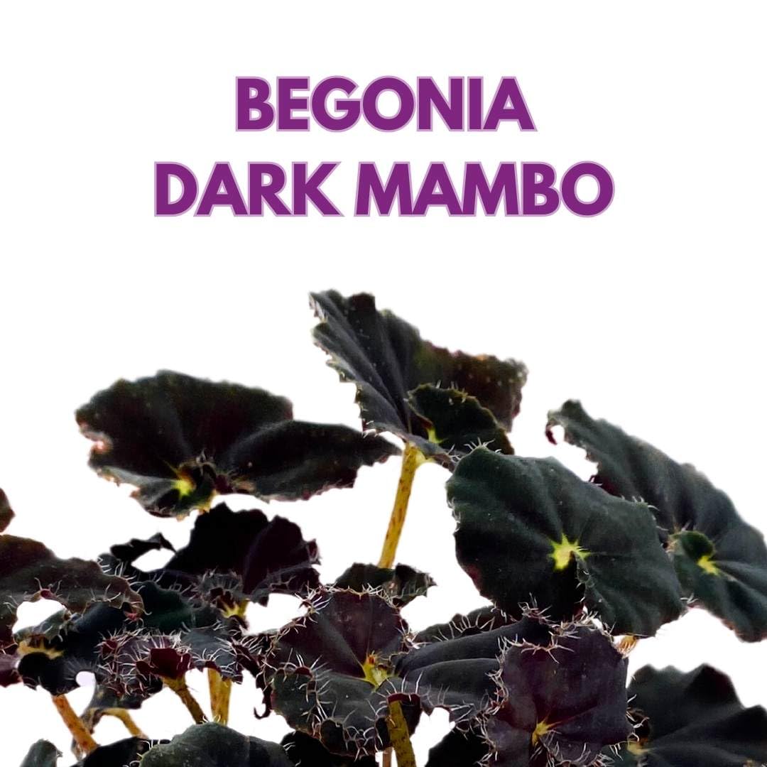 Begonia Dark Mambo Rhizomatous Rhizo in a 4 inch Black Round Leaves