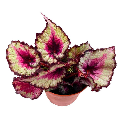 Harmony's Taste of Poison Begonia Rex, 4 inch Pink Center Purple Band Spiral Leaf