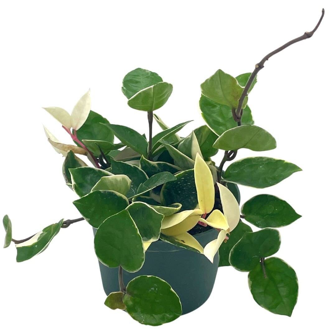 Hoya Carnosa Krimson Queen, Variegated Tricolor, 6 inch Pot,