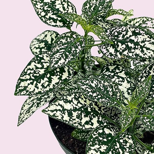 BubbleBlooms White Hypoestes Phyllostachya in a 4 inch Pot Polka Dot Flamingo Plant