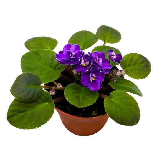 Harmony Foliage African Violet Buckeye Easy Lovin' 4 inch