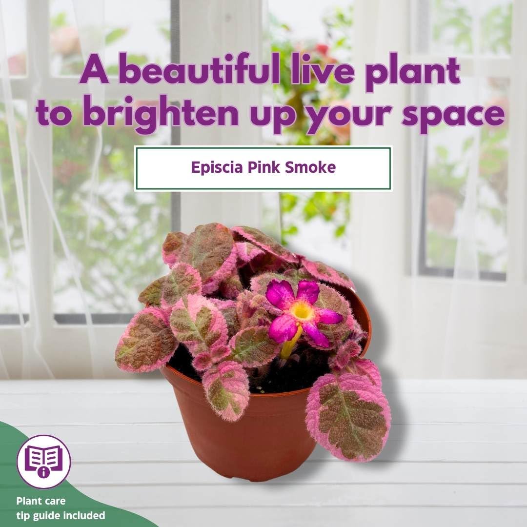 Harmony Foliage Episcia Pink Smoke Rare Variegated Flame Violet Flowering Gesneriad