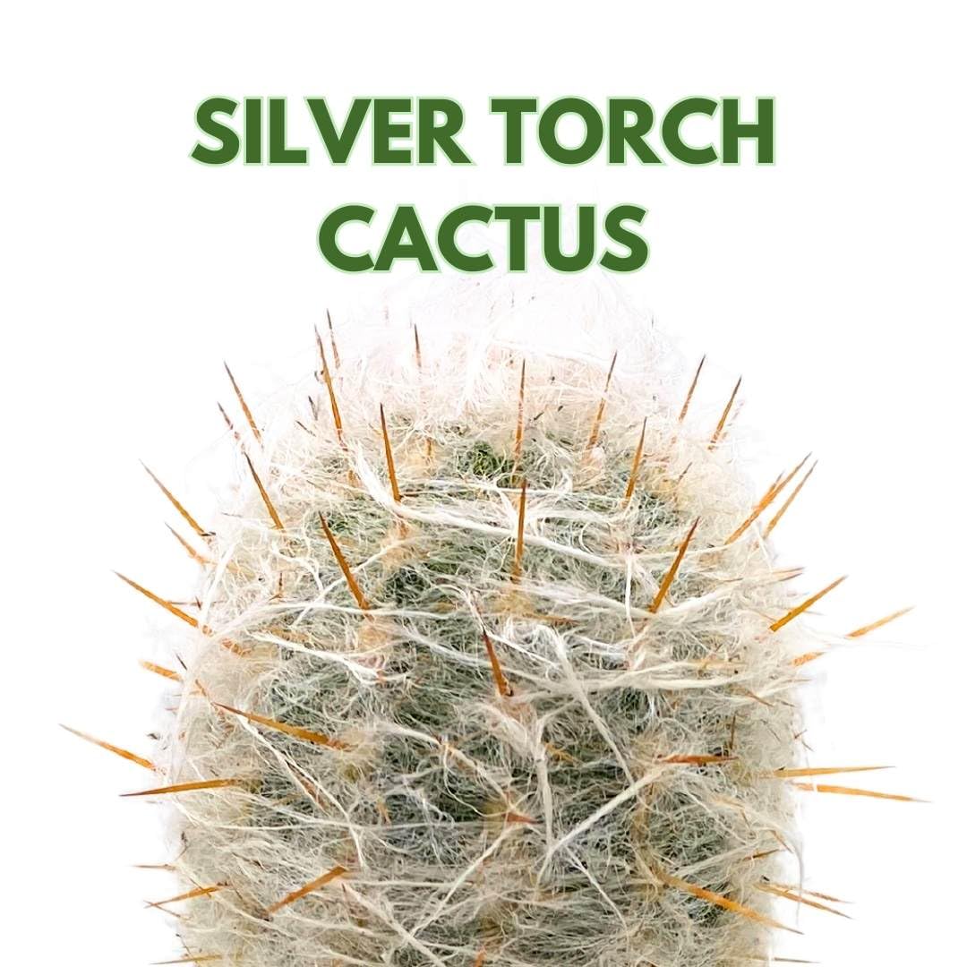 BubbleBlooms Silver Torch Cactus 6 inch