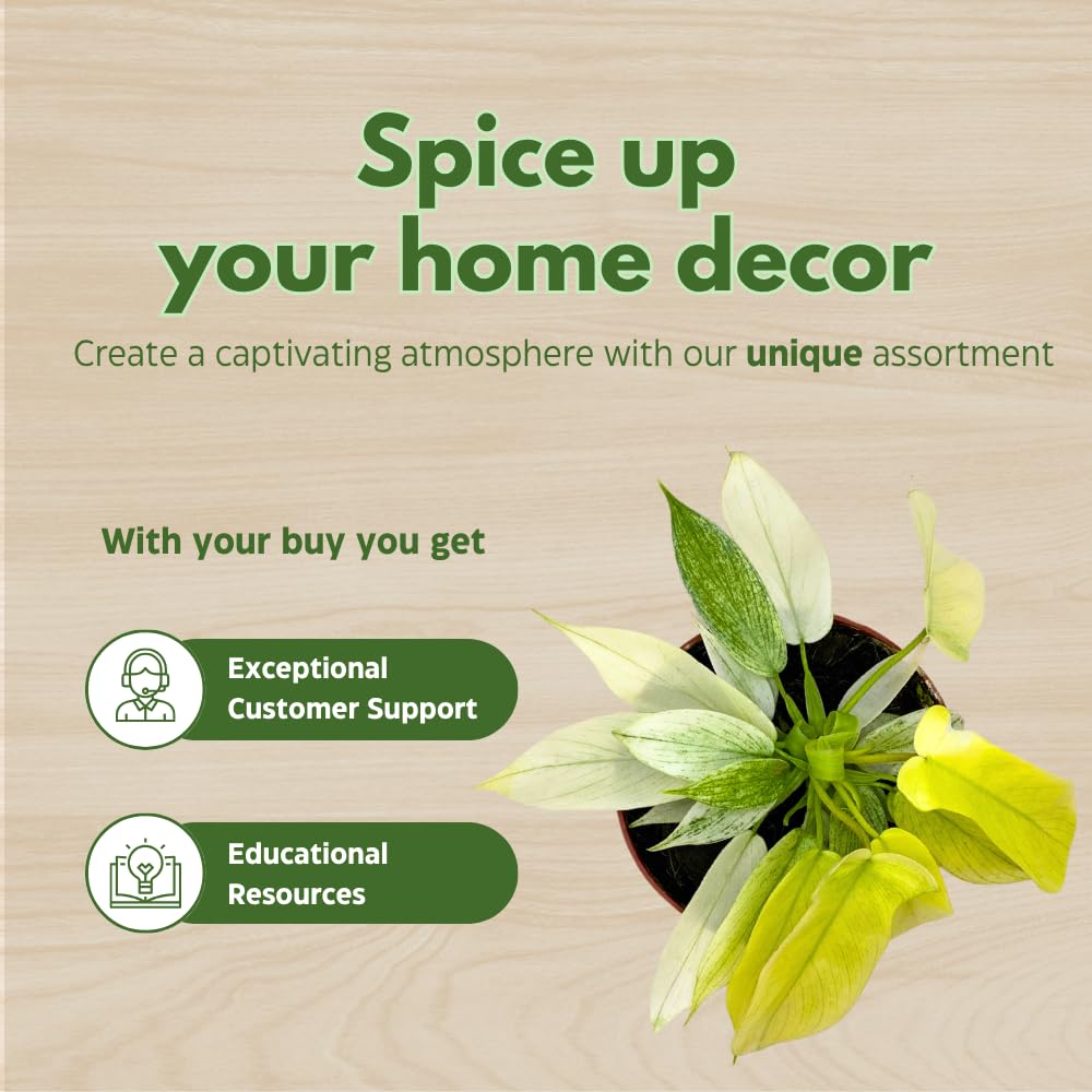 BubbleBlooms Rare Variegated Philodendron Assortment in 4 inch Pots Set of 3