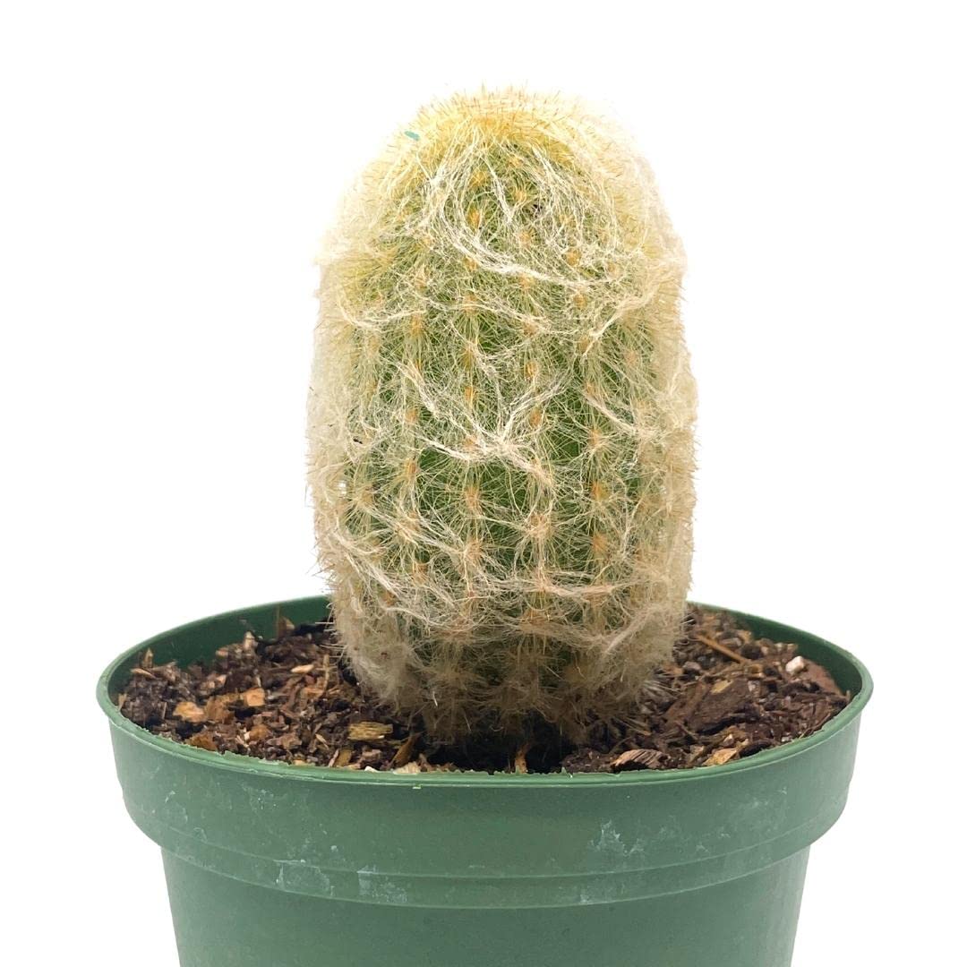 BubbleBlooms Silver Torch Cactus in a 4 inch Pot Cleistocactus strausii Snow Pole Wooly