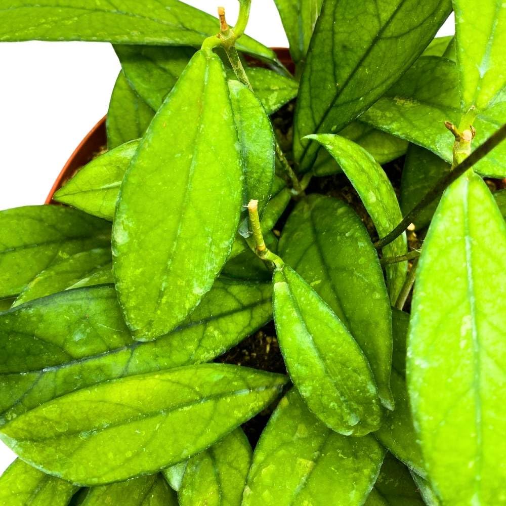 Hoya Crassipetiolata, 6 inch, Splash White Flower Vining Wax Plant