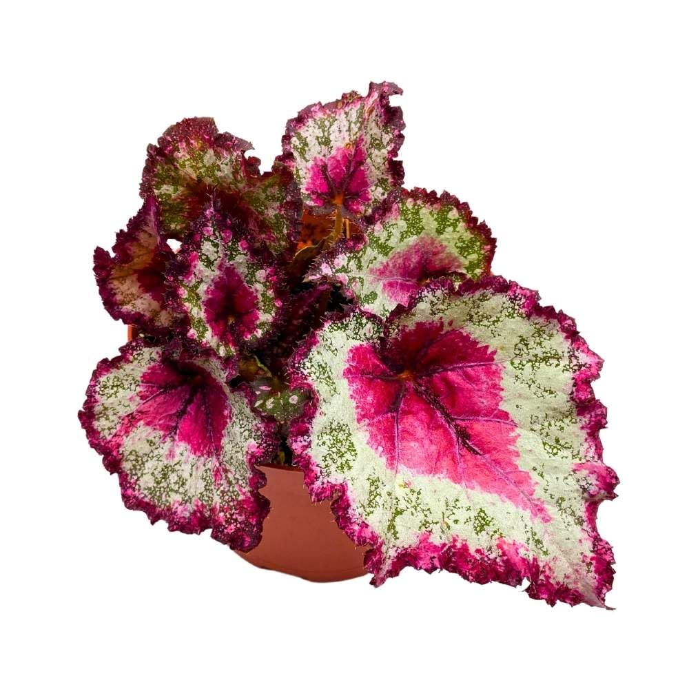 Harmony's Gift Wrap Begonia Rex 6 inch Pink Green White Dots Curly Spotted